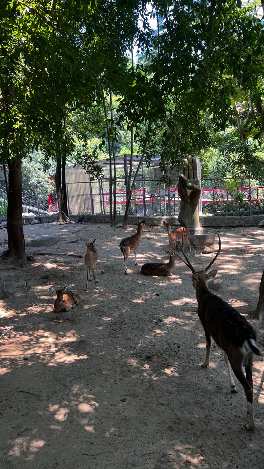 Suối Lương Hải Vân Park, sika deer standing and resting under the trees