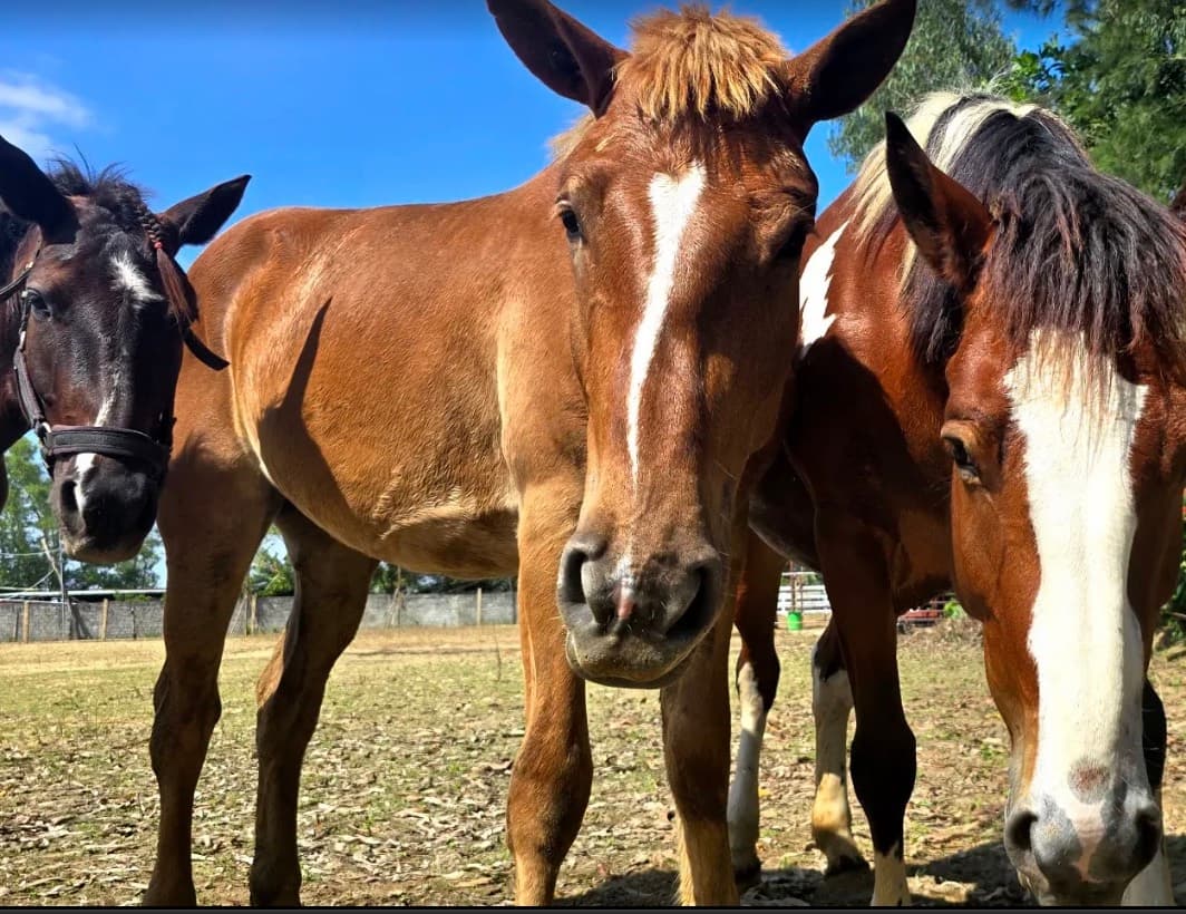 Vietnam Equestrian Club, three horses looking into the camera on dry grass, with a wall behind