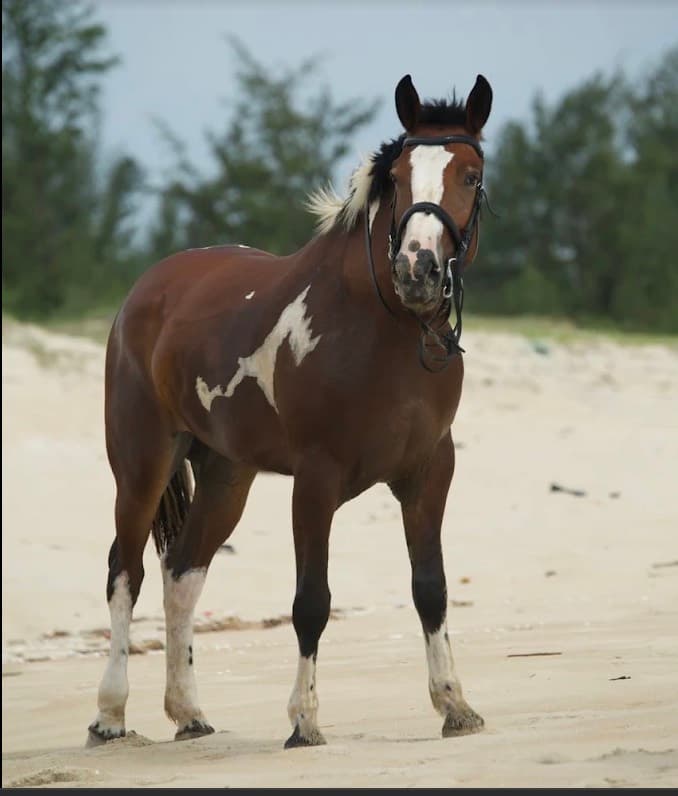 Vietnam Equestrian Club, a brown and white horse with a bridle standing on the sand