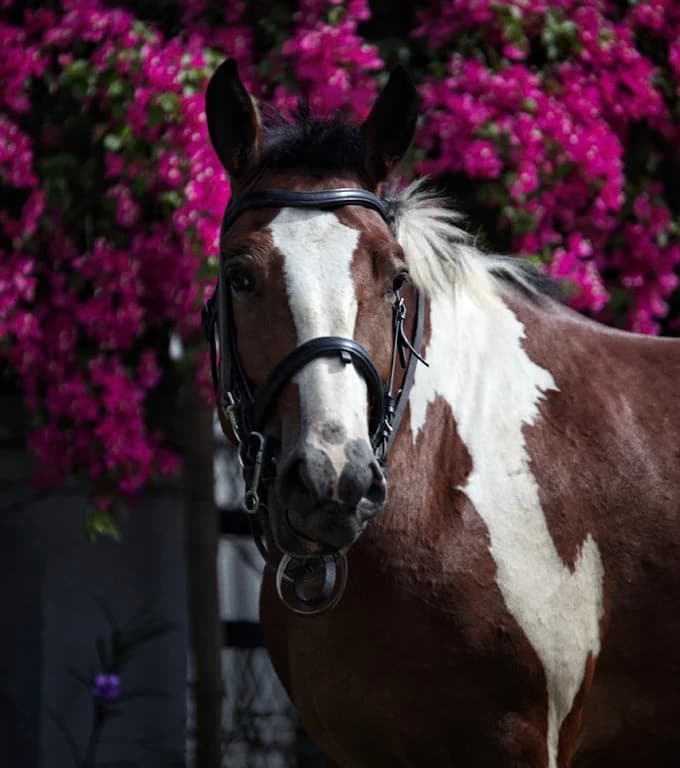 Vietnam Equestrian Club, the brown and white paint horse in a bridle, in front of pink bougainvillea
